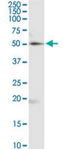 RUVBL2 Antibody in Western Blot (WB)