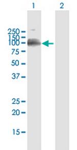 LILRB1 Antibody in Western Blot (WB)