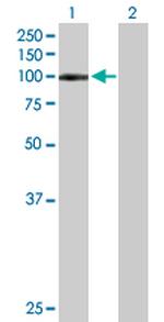 LILRB1 Antibody in Western Blot (WB)