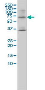 LILRB1 Antibody in Western Blot (WB)