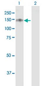 USP19 Antibody in Western Blot (WB)