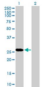 RBPMS Antibody in Western Blot (WB)