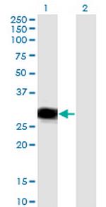 RBPMS Antibody in Western Blot (WB)