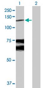 WWP1 Antibody in Western Blot (WB)