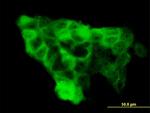 WWP1 Antibody in Immunocytochemistry (ICC/IF)