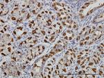 WWP1 Antibody in Immunohistochemistry (Paraffin) (IHC (P))