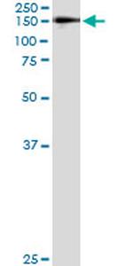 WWP1 Antibody in Immunoprecipitation (IP)