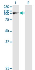 WWP1 Antibody in Western Blot (WB)