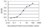 WWP1 Antibody in ELISA (ELISA)