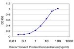 ADAMTS13 Antibody in ELISA (ELISA)