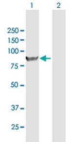 KIF3A Antibody in Western Blot (WB)