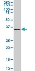 BVES Antibody in Western Blot (WB)