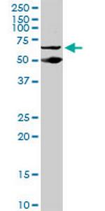 PSIP1 Antibody in Western Blot (WB)