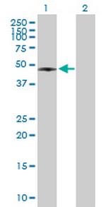 RASSF8 Antibody in Western Blot (WB)