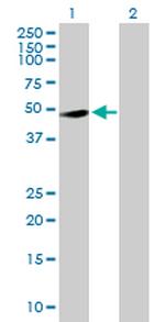 RASSF8 Antibody in Western Blot (WB)