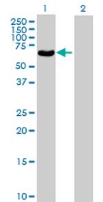 POLG2 Antibody in Western Blot (WB)