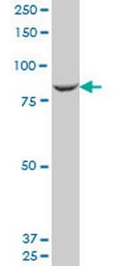 MAN1B1 Antibody in Western Blot (WB)