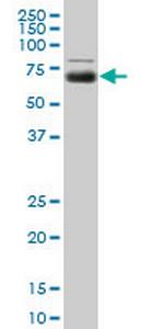 MGAT4A Antibody in Western Blot (WB)