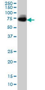 MGAT4A Antibody in Western Blot (WB)