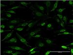 ZNFN1A3 Antibody in Immunocytochemistry (ICC/IF)