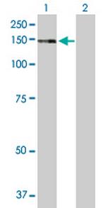 ZNF507 Antibody in Western Blot (WB)