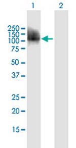 CPEB3 Antibody in Western Blot (WB)