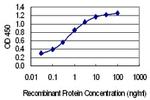 MLXIP Antibody in ELISA (ELISA)