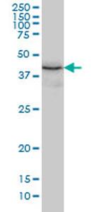 TXNDC4 Antibody in Western Blot (WB)