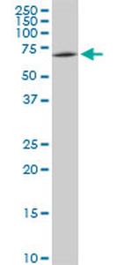 SWAP70 Antibody in Western Blot (WB)