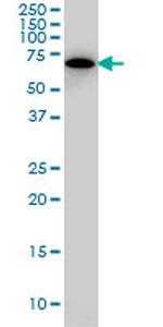 SWAP70 Antibody in Western Blot (WB)