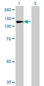 RGL1 Antibody in Western Blot (WB)