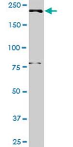 DNMBP Antibody in Western Blot (WB)