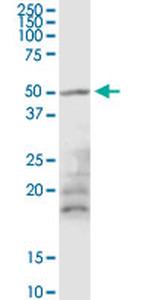 MGRN1 Antibody in Western Blot (WB)