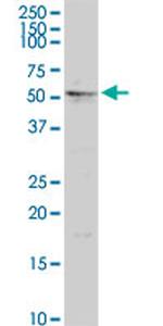 MGRN1 Antibody in Western Blot (WB)