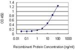 RHOQ Antibody in ELISA (ELISA)