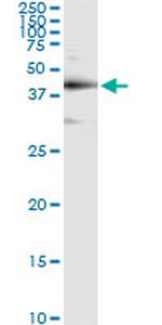 TARDBP Antibody in Immunoprecipitation (IP)