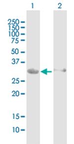 HEY1 Antibody in Western Blot (WB)