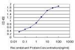 HEY1 Antibody in ELISA (ELISA)