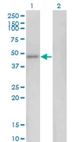 HEY1 Antibody in Western Blot (WB)