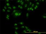 RBM9 Antibody in Immunocytochemistry (ICC/IF)