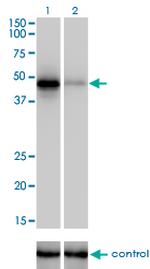 RBM9 Antibody in Western Blot (WB)