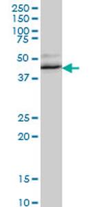 RBM9 Antibody in Western Blot (WB)