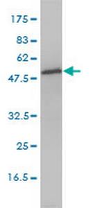 DNPEP Antibody in Western Blot (WB)