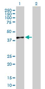 DDAH1 Antibody in Western Blot (WB)