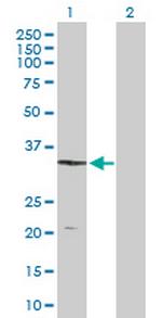 DDAH1 Antibody in Western Blot (WB)