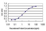 NUP62 Antibody in ELISA (ELISA)