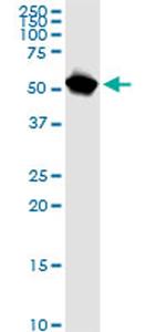 NUP62 Antibody in Western Blot (WB)