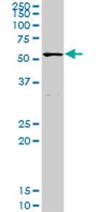 POLA2 Antibody in Western Blot (WB)