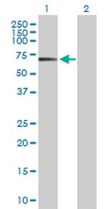 POLA2 Antibody in Western Blot (WB)