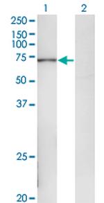 POLA2 Antibody in Western Blot (WB)